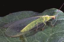 The larvae are long, slender insects equipped with large, sickle-shape mandibles that they use to actively hunt