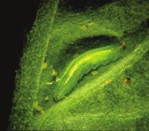 on other insects (chiefly aphids) during their larval stage.