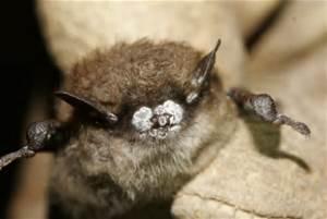 Station 29 A. What is a symptom of an infected bat? ( White face is not an appropriate response) B.