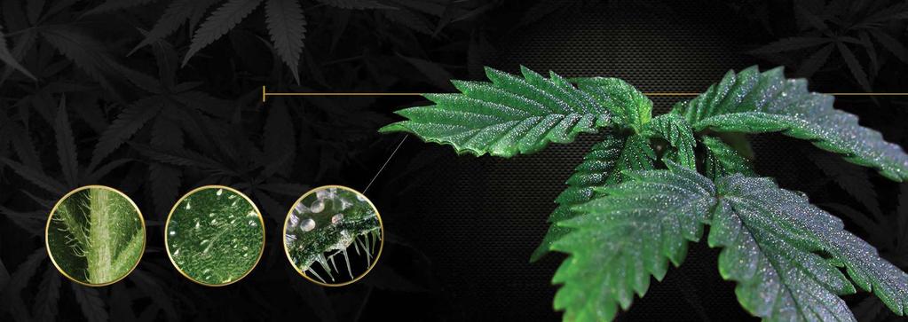 CANNABIS LEAVES The leaves are palmately compound with serrate leaflets. Sativa leaves are long and slender, can have up to thirteen leaflets and tend to be lighter green.