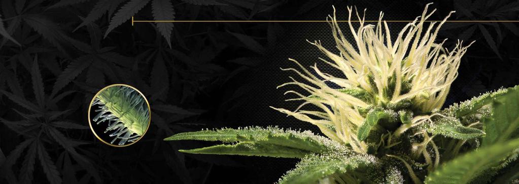 EARLY FLOWERING In the early flowering phase the cannabis plant grows rapidly in size and height. This phase is also known as the stretch phase.