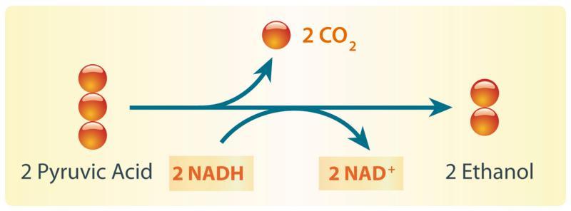 Alcoholic Fermentation In alcoholic fermentation, pyruvic acid changes to alcohol and carbon dioxide. NAD+ also forms from NADH, allowing glycolysis to continue making ATP.