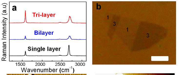 Fig. 1 - (a) Raman spectra of single, bi-, and tri-layer graphene.