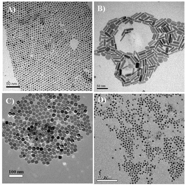 Fig. S1 TEM images of initial oil-soluble NCs before phase transfer: (A)