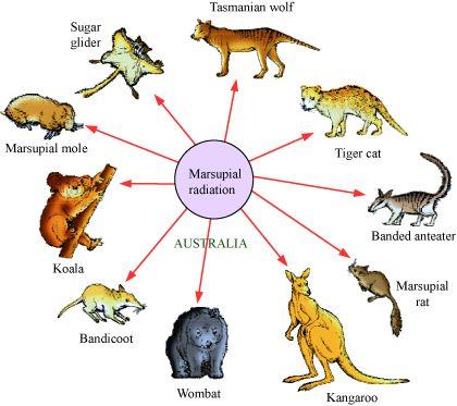 different directions is called adaptive radiation. The other example for this is the evolution of the Australian marsupials from a single ancestor.