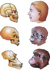1.5 million years ago Homo erectus Brain capacity of about 900 cc; were meat eaters 1,000 40, 000 years ago Neanderthal man Brain capacity of 1400 cc; used hides 75, 000 10, 000 years ago Homo