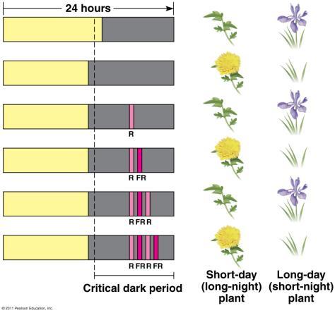 Photoperiodism Plants measure the length of darkness with pigments called phytochromes and evidence