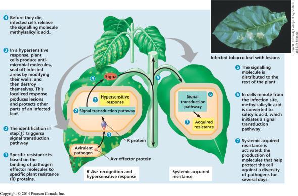 The Plant Immune System 1. Hypersensitive Response This results in the death of cells and tissues near the site of infection, preventing it from spreading.