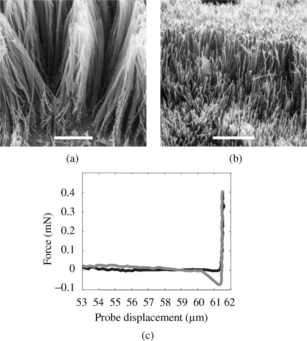 1310 B. Schubert et al. Figure 10. SEM images of 0.2 µm diameter, 30 60 µm long polyimide fibers (a) without critical point drying (CPD) and (b) with CPD (side views). Scale bars are 10 µm.