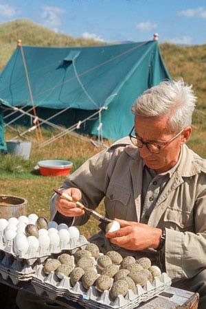 Tinbergen proposed hypotheses White egg shells = more vulnerable Shells might damage young Shells might make brooding difficult Shells might harbour disease Shells might attract predators Percentage