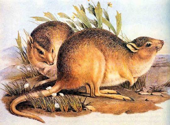 and cats Prolagus, extinct
