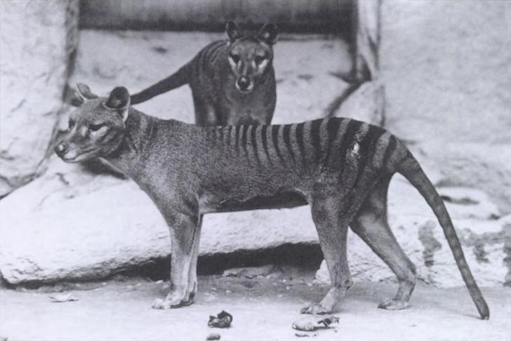 Thylacinus, extinct 1936