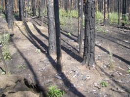 Forest burns severity