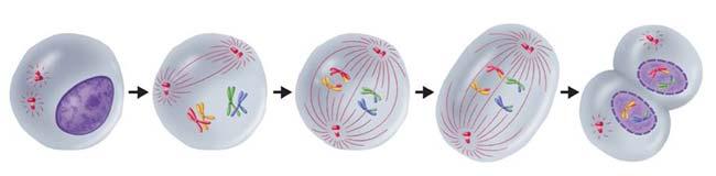 Meiosis is a process of reduction division in which the number of chromosomes per cell is cut in half through the separation of homologous chromosomes in a diploid cell.