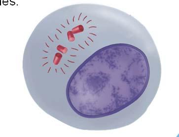 Cells undergo a round of DNA replication, forming duplicate chromosomes.