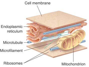 Cytoskeleton The cytoskeleton is a network of protein filaments that helps the cell to maintain its shape. The cytoskeleton is also involved in movement.