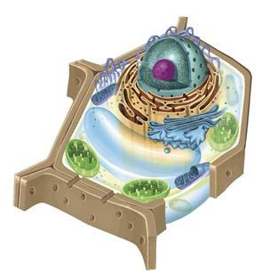 The paramecium contains a contractile vacuole that pumps excess water out of the cell.