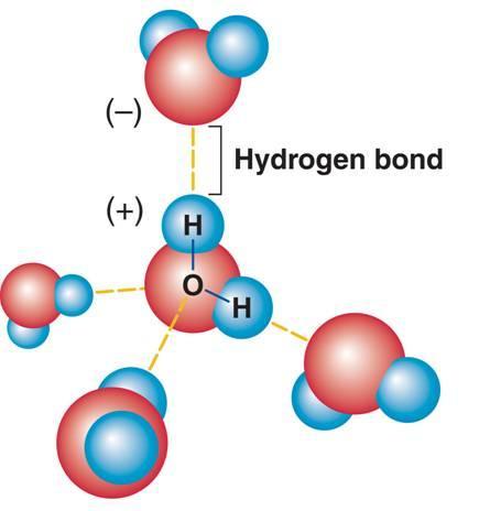 The Water Molecule Hydrogen Bonds Because of their partial positive