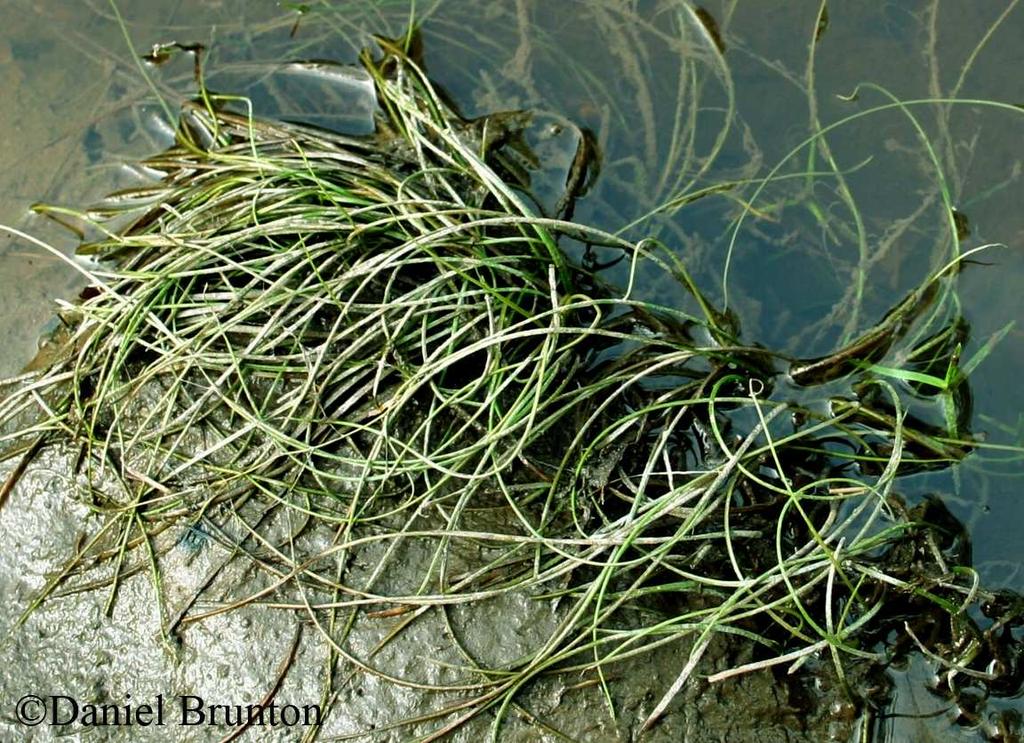 Common Name: WINTER QUILLWORT Scientific Name: Isoetes hyemalis D.F.