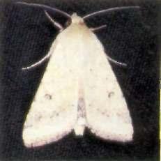 adult moth (below).