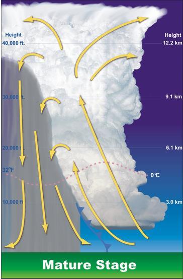 developing stage aka cumulus stage mature