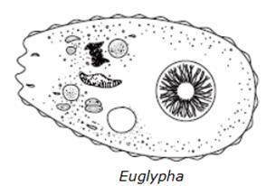 Station L: Answer the following questions in your notebook using the picture below. #1. Does this cell have a nucleus? #2. Is this organism prokaryotic, eukaryotic, or not enough information to tell?