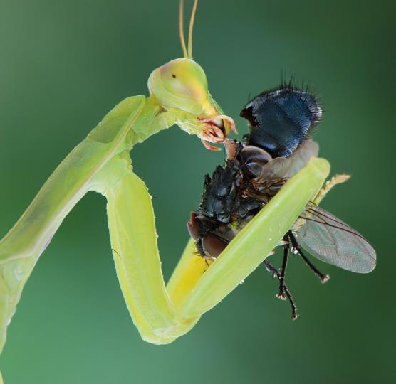 Predators vs Parasitoids Predators: actively & kill host Larger than prey Attack in immature stage, adult stage,