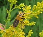 feed on nectar & pollen Vast