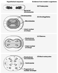 A hypothesis for the evolution of mitosis E. Cytokinesis: The Division of the Cytoplasm The cell cycle can repeat itself many times, forming a clone of genetically identical cells.