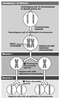 F. Meiosis: Sexual Reproduction and Diversity In sexually reproducing organisms, certain cells in the adult undergo meiosis, whereby a diploid cell produces haploid gametes.