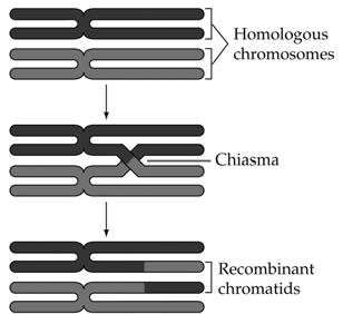 Synapsis: Crossing over of nonsister chromatids.