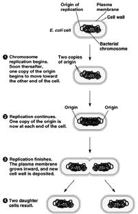 Bacterial cell division (binary fission): B.