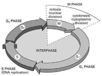 interphase and mitosis. Interphase is the period between divisions in the cytoplasm.