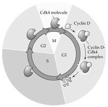 B. Interphase and the Control of Cell Division Cyclin-Cdk Cdk complexes regulate the passage of cells from G1 into S phase and from G2 into M phase.