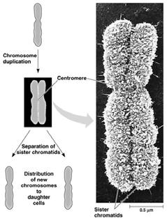 At mitosis, chromosomes initially appear double because two sister chromatids are held together at