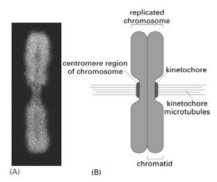 as paired chromatids. During prometaphase,, the chromosomes move toward the middle of the spindle.