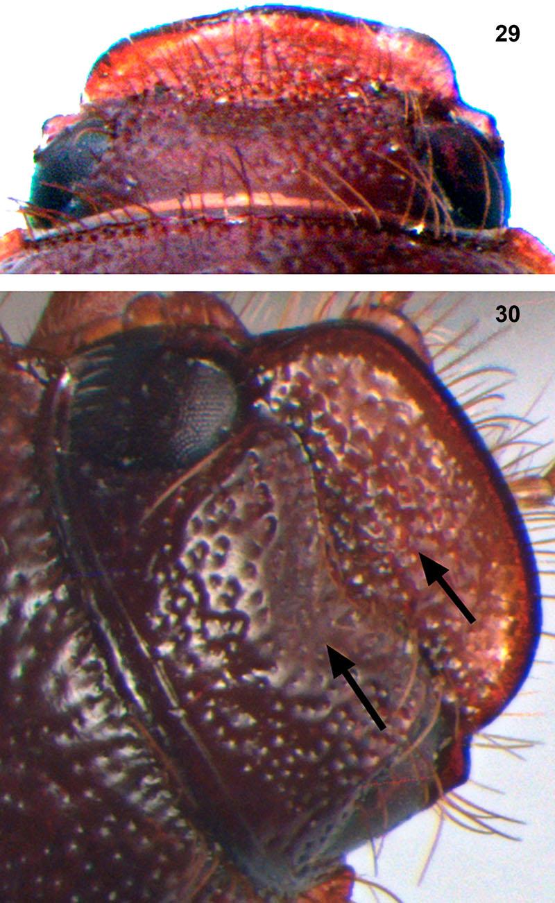 14 M. M. COCA-ABIA AND J. ROMERO-SAMPER Figures 29 30. Head in dorsal (29) and lateral (30) view of specimen no. 5 from New Zealand series (Holotype of Costelytra giveni).