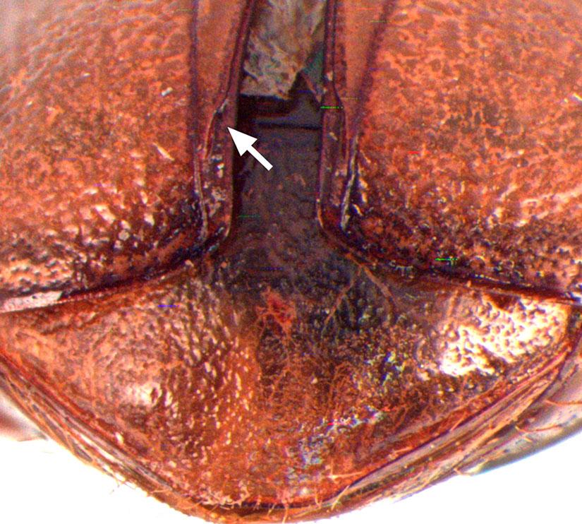 Parameres in dorsal view (33). Tegmen in lateral view (34): parameres (P) and phallobase (Ph). Endophallum (35): internal sac of aedeagus (IS) and temones (T).