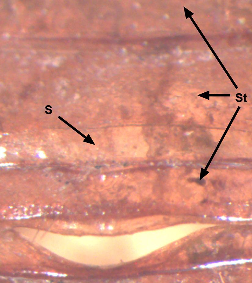 6 M. M. COCA-ABIA AND J. ROMERO-SAMPER Figure 7. Abdominal sternites of Costelytra zealandica (Lectotype ). Soft suture (s); sternites not fused (St). Mouthparts (Figures 8 5).