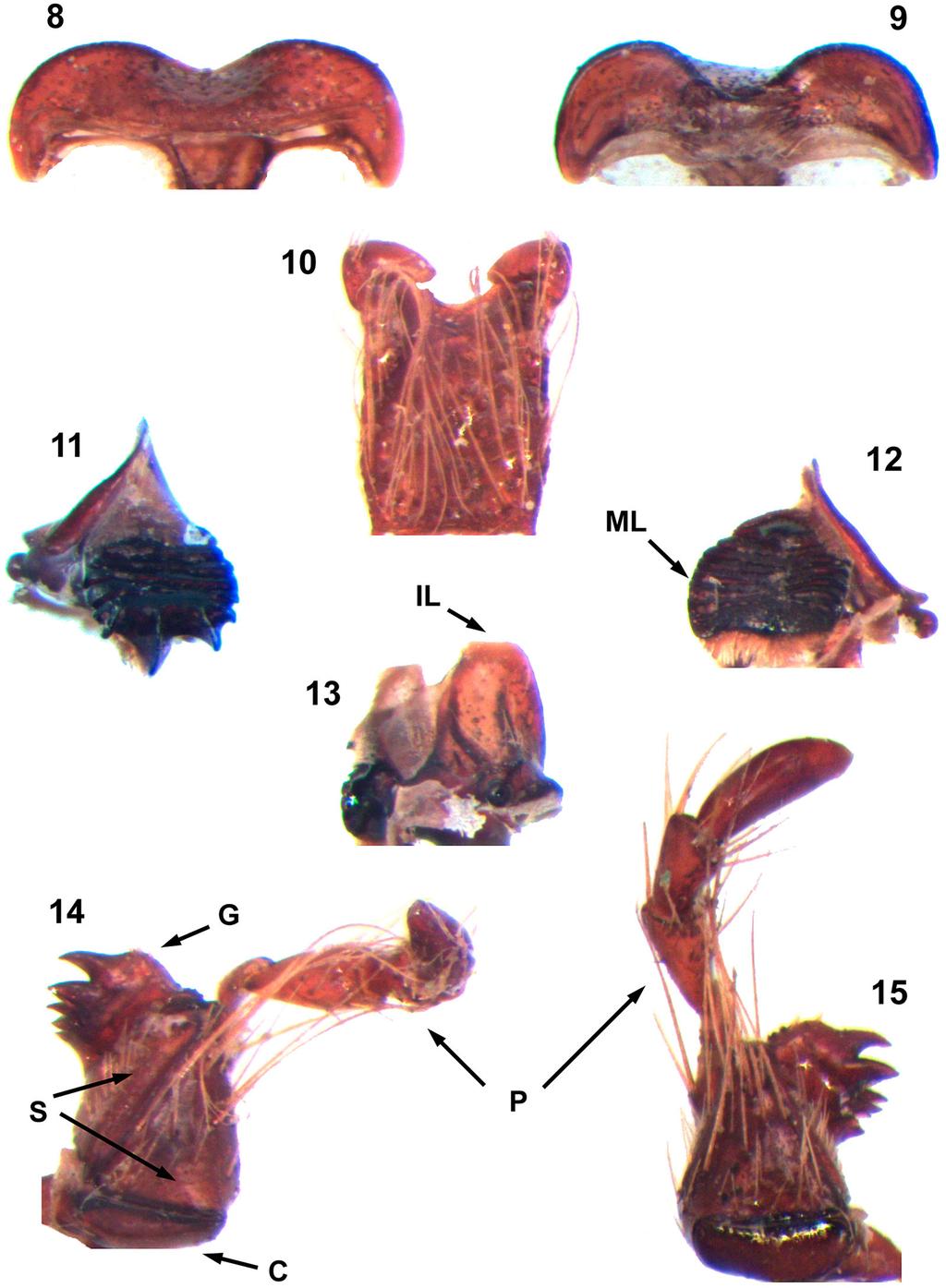 NEW ZEALAND ENTOMOLOGIST 7 Figures 8 15. Mouth parts of Costelytra zealandica (Lectotype ). Labrum in dorsal (8) and ventral (9) view. Mentum in ventral view (10).