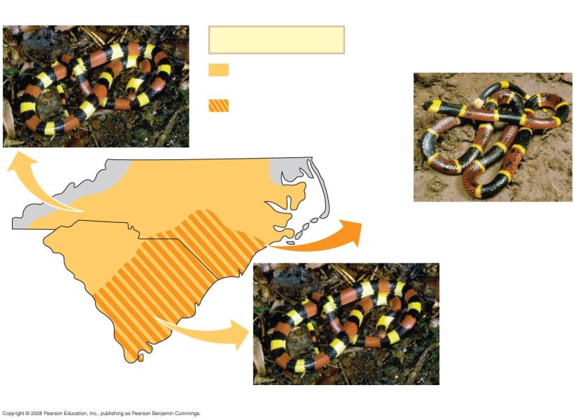 Case Study: Inves(ga(ng Mimicry in Snake Popula(ons Scarlet kingsnake (nonpoisonous) Key Range of scarlet kingsnake only Overlapping ranges of scarlet kingsnake and eastern coral snake