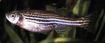 Reproduction Zebra fish b.