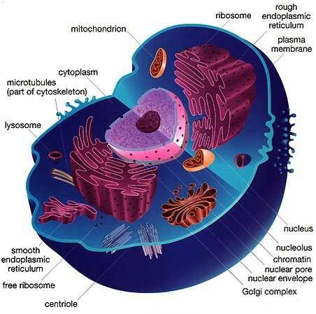 7. Multicellular formation --many cells working together to carry out