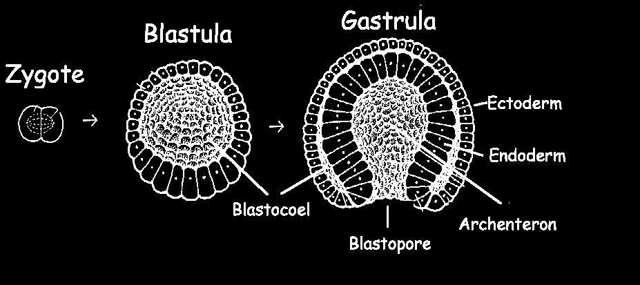 1. Blastula hollow ball of cells 2.