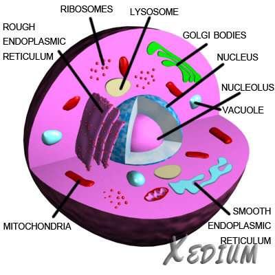 The Animal Cell Rough Endoplasmic Reticulum Ribosome Lysosome Golgi Apparatus
