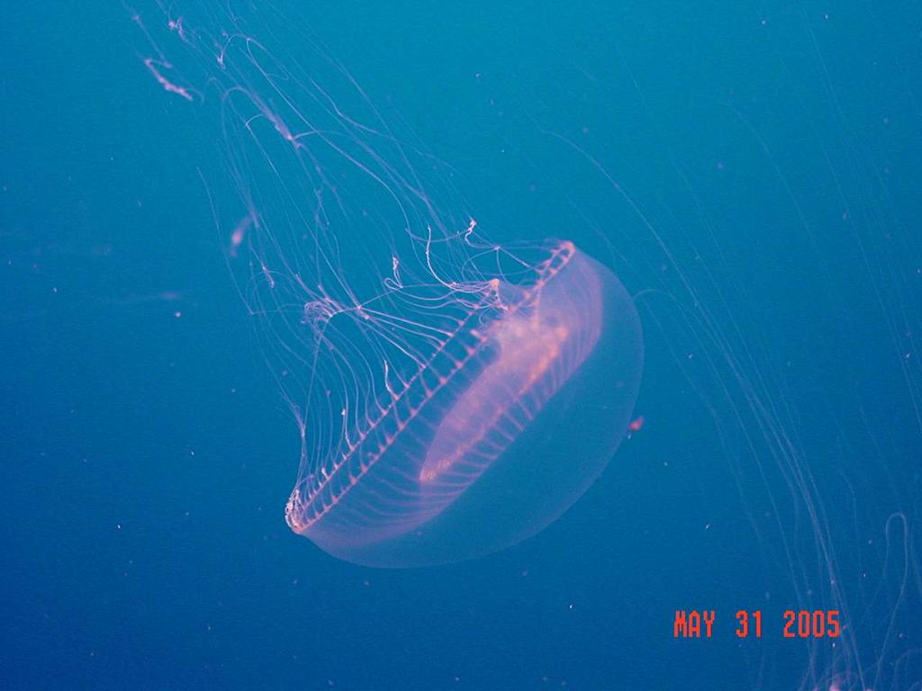 Which phyla of invertebrates houses the jellyfish?