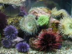 Sea Urchins * Strong