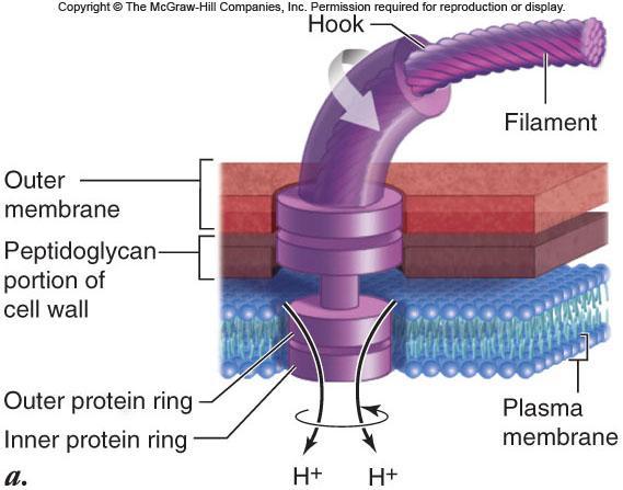 helical structures Composed of the protein flagellin Involved in locomotion 57 Motility Most prokaryotes have a flagella These flagella are not like eukaryotic flagella,