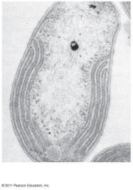 coli cause health problems Respiratory membrane (a) Aerobic prokaryote Clostridium botulinum bacteria produce the toxin