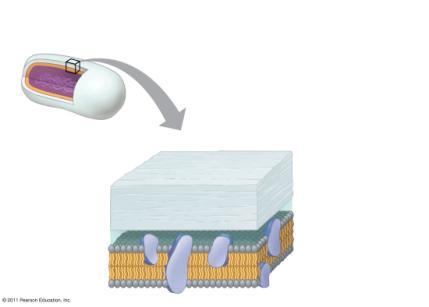 Cell Wall Types The Bacterial Cell Wall Types There are two main cell wall types.